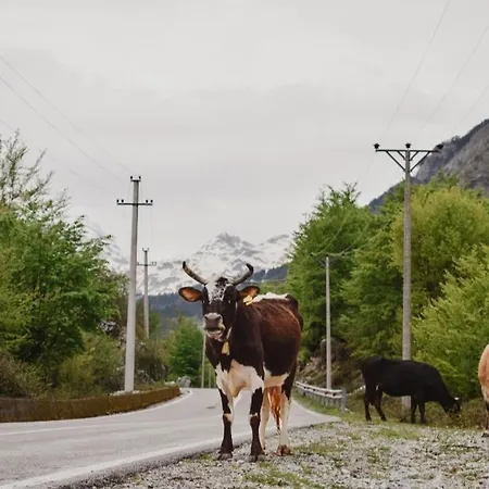 Bujtina Arlindi فالبني